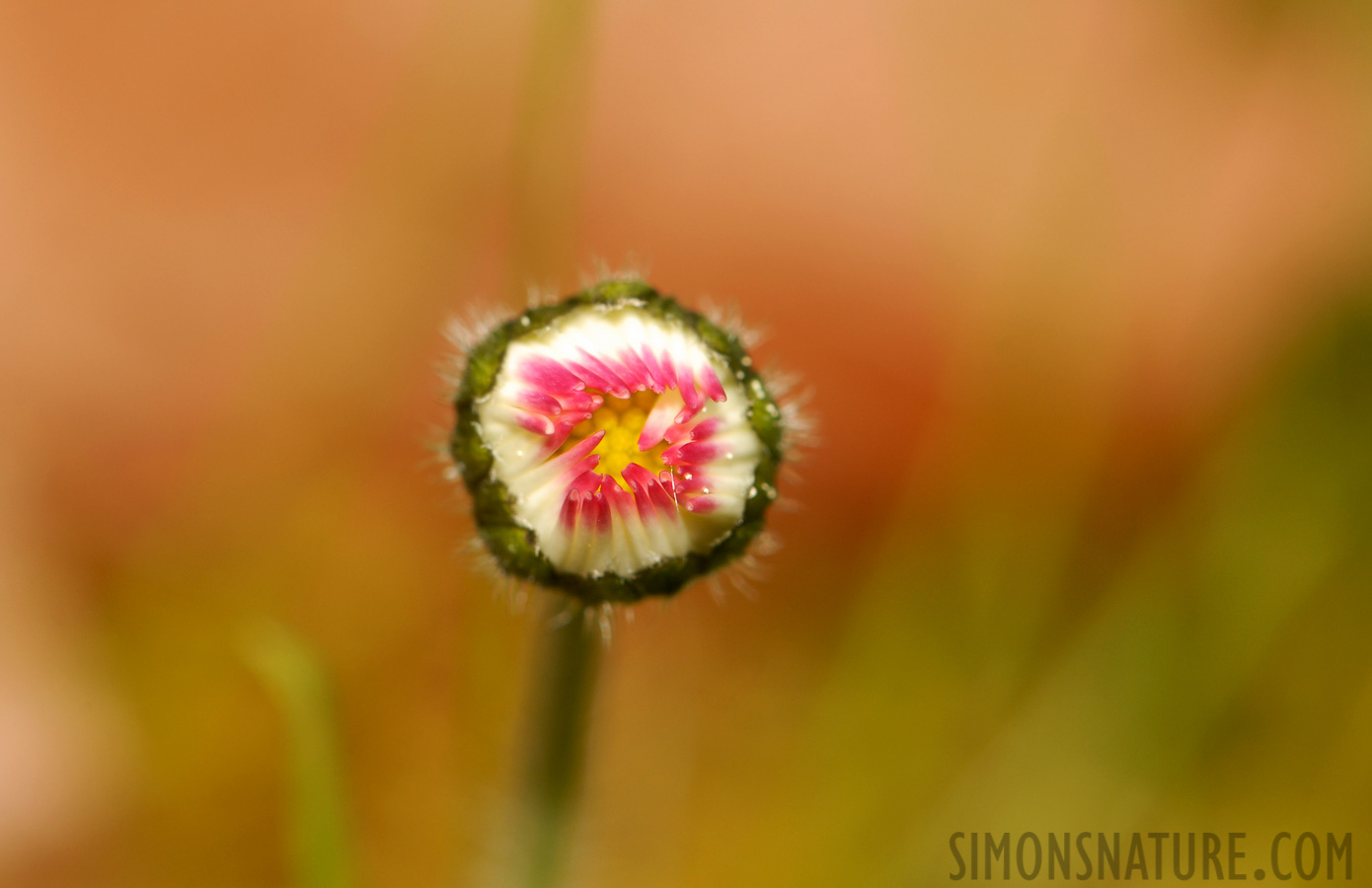 Bellis perennis [105 mm, 1/60 Sek. bei f / 13, ISO 200]